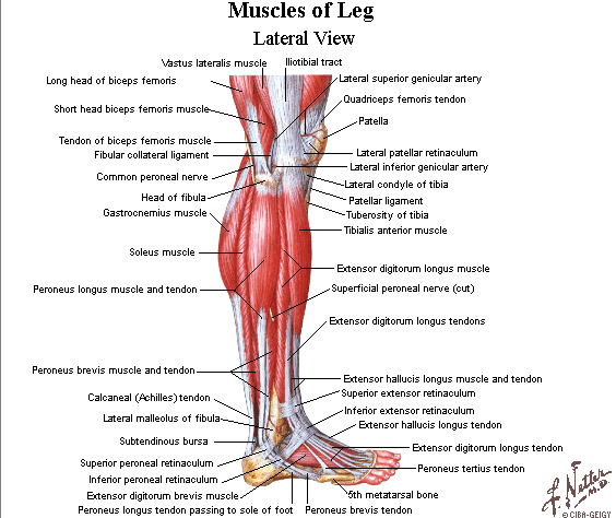 Muscles - Mr. C's Biology Homepage